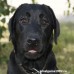 ЖЕТОНЫ DOG TAG (США) ИЗГОТОВЛЕНИЕ ЖЕТОНЫ DOG TAG (США) ИЗГОТОВЛЕНИЕ